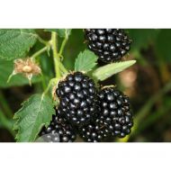 Саженец Ежевика Бжезина в контейнере